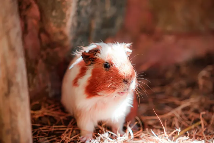 A cute guinea pig sits on straw in a warm, rustic environment.