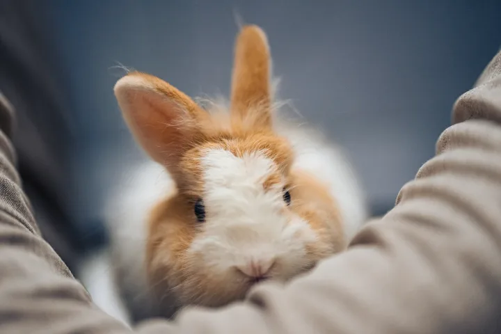 Charming close-up of a fluffy rabbit being held, showcasing warmth and affection.