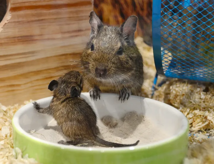 Mother and baby degu rodents in a pet enclosure with a feeding bowl.