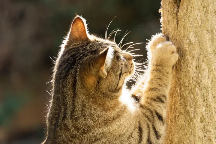 Profile of a tabby cat scratching a tree, with sunlight highlighting its fur.