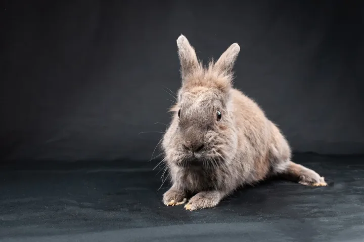 Charming studio portrait of a fluffy brown rabbit, showcasing its adorable features on a dark background.