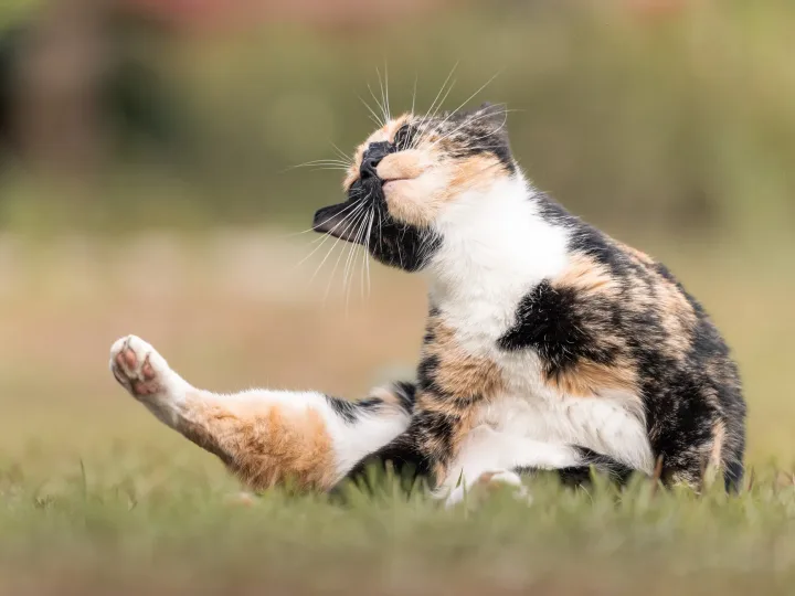 Adorable calico cat enjoying a playful moment while scratching itself on the grass.