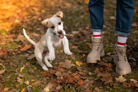 Welpe sozialisieren: Effektive Methoden für soziales Hundetraining