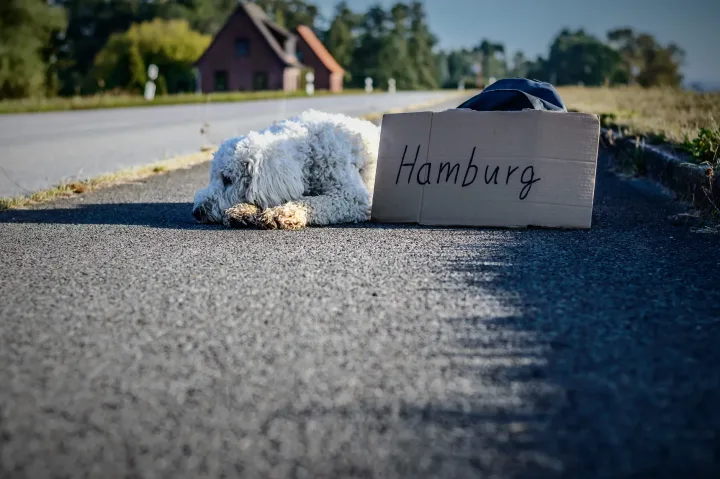 A cute dog lying on the road with a cardboard sign reading 'Hamburg,' suggesting a hitchhiking theme.