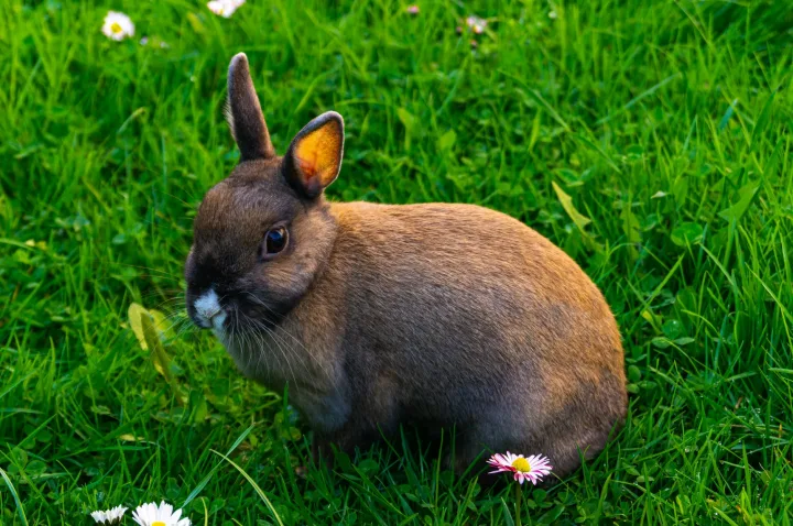 Adorable brown rabbit sitting in a green meadow with daisies at Puszczykowo, Poland.