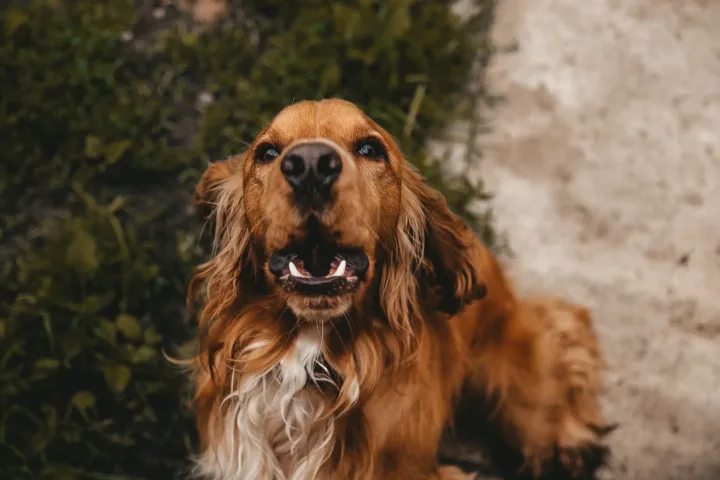 An adorable cocker spaniel looks up with a joyful expression. Perfect shot of a furry friend.