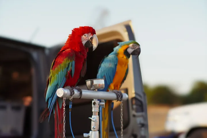 Vibrant red and blue macaws perched outdoors during the day, showcasing vivid plumage.