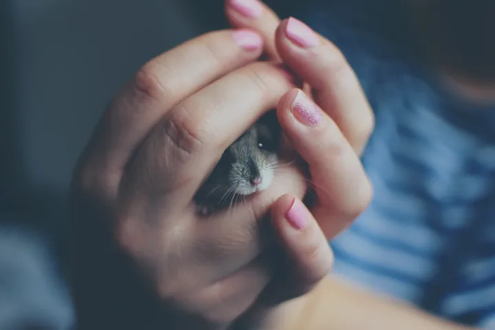 Adorable hamster cradled in loving hands with pink manicured nails. Soft focus adds a tender touch.