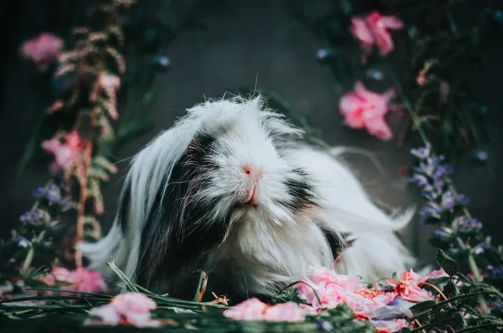 Captivating close-up of a long-haired guinea pig surrounded by vivid flowers in a serene garden setting.