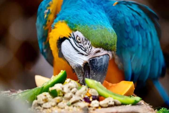 Vibrant Blue-and-yellow Macaw enjoying a meal in London wildlife setting.