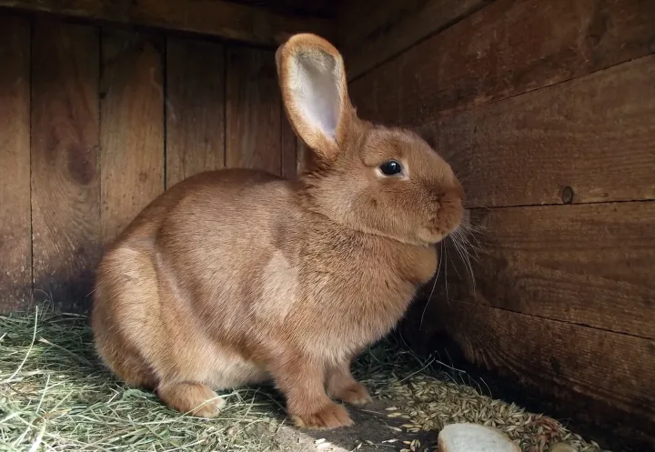 A brown rabbit sits calmly inside a wooden hutch, showcasing its soft fur.