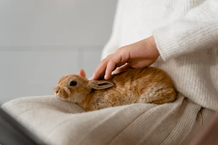 Adorable brown rabbit on lap being petted. Calm and cozy indoor atmosphere.