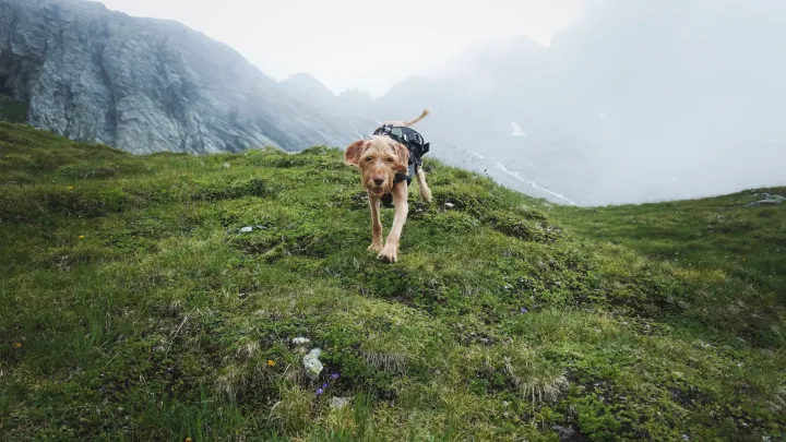 A dog enjoying a hike on a lush green mountain with misty background.