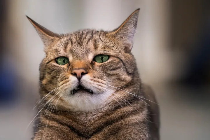 Close-up portrait of a relaxed European Shorthair cat with expressive green eyes.