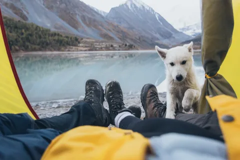 Tipps für stressfreies Camping mit Hund planen und vorbereiten