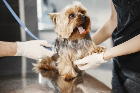 Hund parasitenschutz: effektive Prävention für gesunde Hunde
