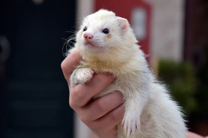 A cute ferret being gently held by a hand outdoors, showcasing its fluffy fur.