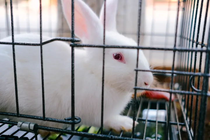 A cute white rabbit with pink eyes peering from a cage, showcasing its soft fur.